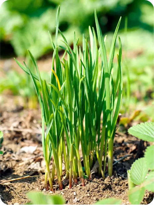 Chives
